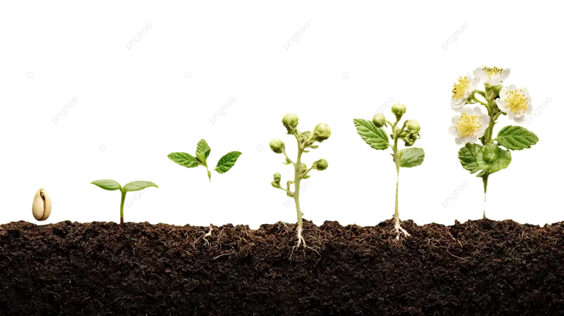 How to Successfully Grow Seeds at Home (Beginner-Friendly Guide)