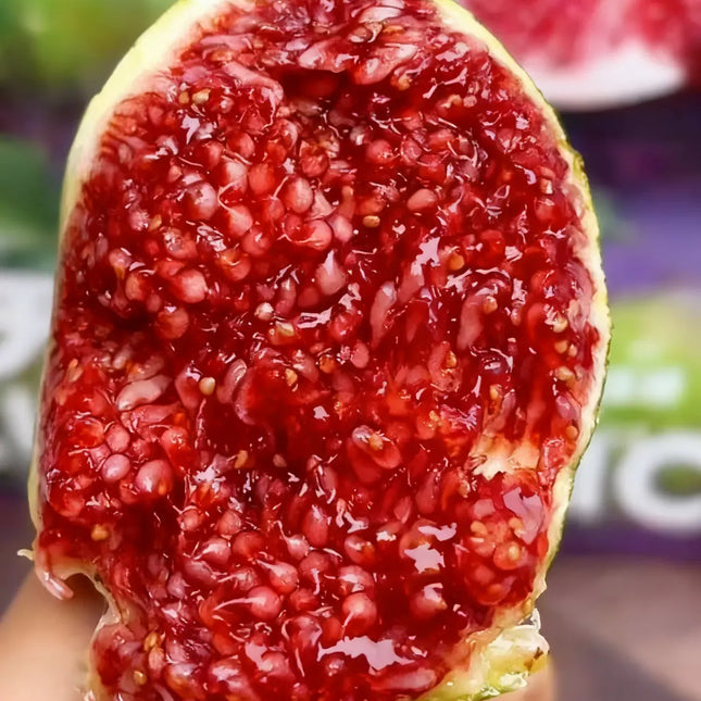 🍑Super Giant Fig Tree Plants - The Sweetness of a Peach in Every Bite! 🌟