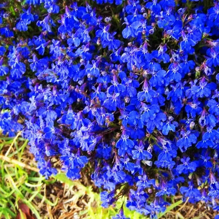 Creeping Thyme Homegrown SeedsEasy to Plant and Grow Non-GMOPerennial Flower Premium Seeds