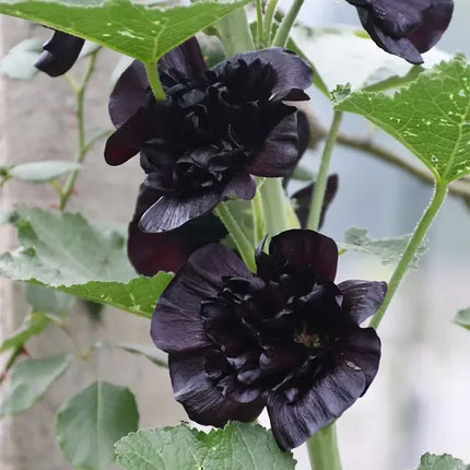 Double Hollyhock Flower Seeds For Tall Garden Blooms