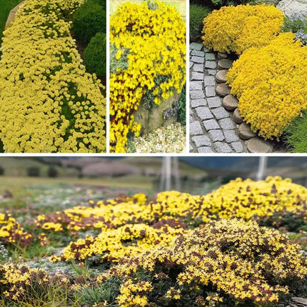 Creeping Thyme Homegrown SeedsEasy to Plant and Grow Non-GMOPerennial Flower Premium Seeds