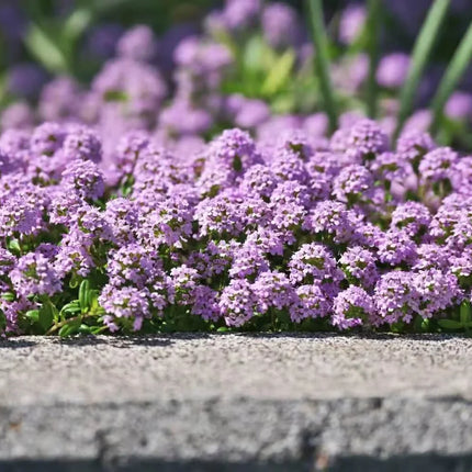 Creeping Thyme Seeds — 25 Count 🌿