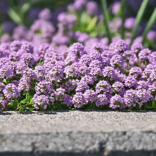 Creeping Thyme Seeds — 25 Count 🌿