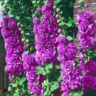 Double Hollyhock Flower Seeds For Tall Garden Blooms