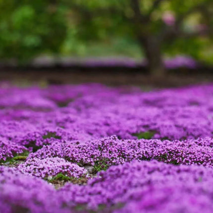 Creeping Thyme Homegrown SeedsEasy to Plant and Grow Non-GMOPerennial Flower Premium Seeds