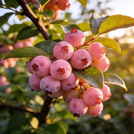 Premium Pink Blueberry SeedsA Uniquely Delightful Taste