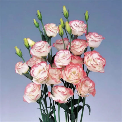 Eustoma Lisianthus Flower Seeds For Garden Blooms