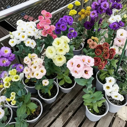Eustoma Lisianthus Flower Seeds For Garden Blooms