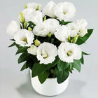 Eustoma Lisianthus Flower Seeds For Garden Blooms
