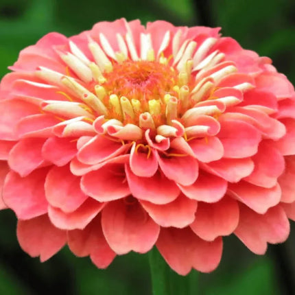 Coral Zinnia Seeds — 25 Count 🌺