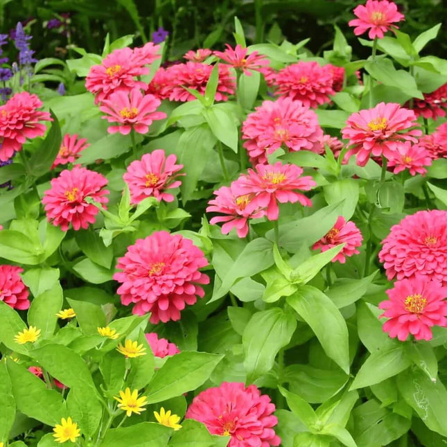 Coral Zinnia Seeds — 25 Count 🌺