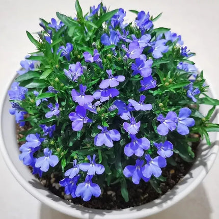 Creeping Thyme Homegrown SeedsEasy to Plant and Grow Non-GMOPerennial Flower Premium Seeds