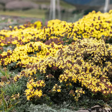 Creeping Thyme Homegrown SeedsEasy to Plant and Grow Non-GMOPerennial Flower Premium Seeds