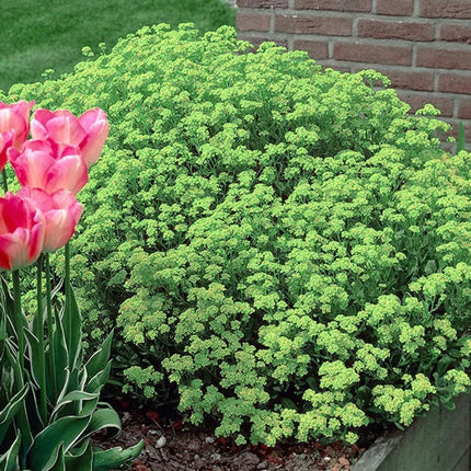 Creeping Thyme Homegrown SeedsEasy to Plant and Grow Non-GMOPerennial Flower Premium Seeds