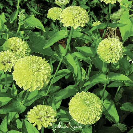 Envy Green Zinnia Seeds — 25 Count 💚